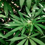 Szczecin Cannabis Shop – Online Delivery of CBD, THC, and Medical Marijuana img-1596.jpg