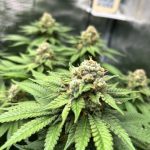 Bielefeld Vape Shop: THC Vape Products, Prices, and Discounts img-17.jpg