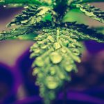 Wuppertal Cannabis Delivery img-2082.jpg
