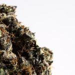 Gent (Ghent) is rapidly becoming a hotspot for cannabis enthusiasts across Europe img-2239.jpg