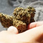 Bielefeld weed shop and online cannabis dispensary img-2352.jpg