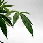 Cannabis shop Poznań img-2354.jpg