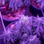 Welcome to the future of cannabis shopping in the heart of Italy img-2414.jpg