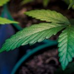 Ultimate Destination for Cannabis Lovers in Dublin img-2498.jpg