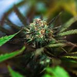 Navigating the Hashish Market in Paris img-2778.jpg