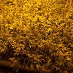 Cannabis Shop Stockholm: Your Go‑To Destination for High‑Quality Products img-2960.jpg