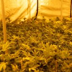 420 Shop Turin: Premier Destination for Cannabis Enthusiasts img-3412.jpg